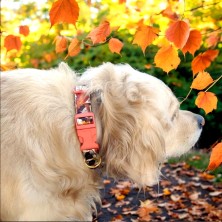 Obroża Jesienne jeże