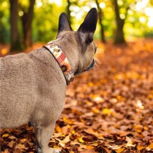Obroża Jesienne jeże