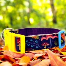 Obroża Jesienny las