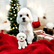 Świeca sojowa Maltańczyk / West