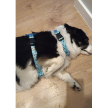 Szelki norweskie/Guard Scooby-Doo mint