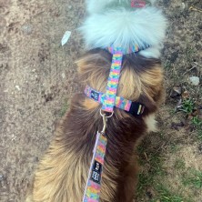 Szelki norweskie/Guard Troskliwe Misie