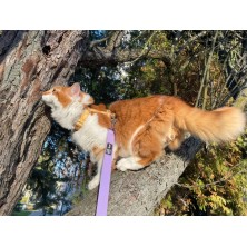 Szelki Lion King