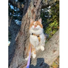 Szelki norweskie/Guard Lion King