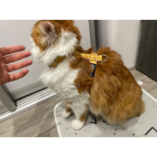 Szelki norweskie/Guard Lion King