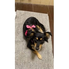 Szelki norweskie/Guard Batman różowy