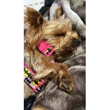 Szelki norweskie/Guard Batman różowy