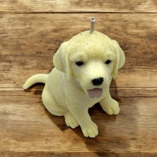 Świeca sojowa Labrador