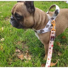 Smycz Złota jesień