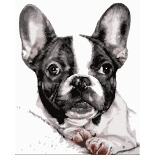 Malowanie po numerach Buldog Francuski