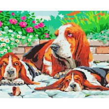 Malowanie po numerach Basset