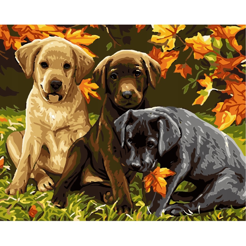 Malowanie po numerach Labradory szczeniaki