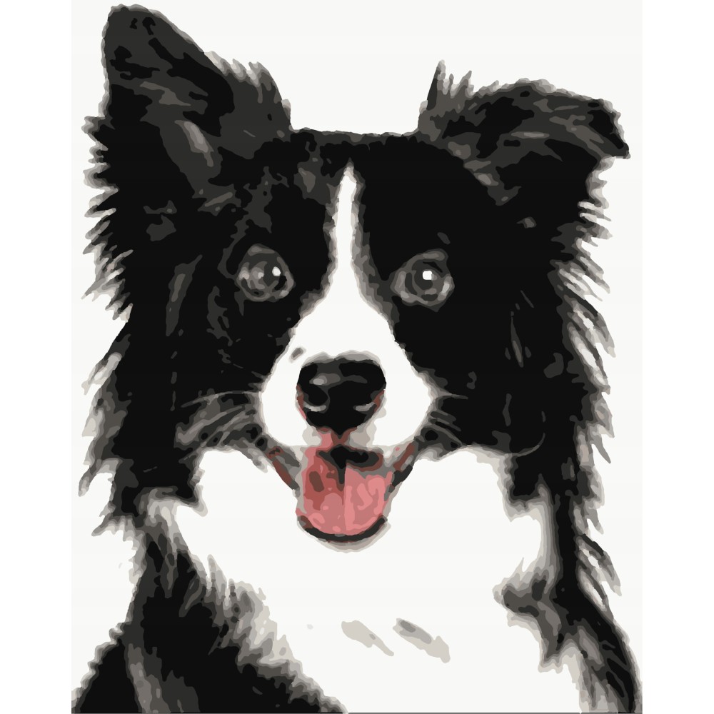 Malowanie po numerach Border Collie