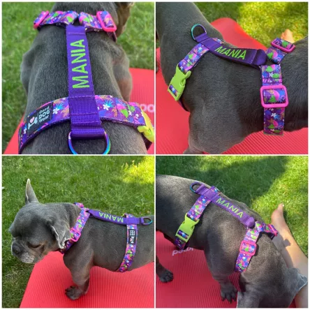 Szelki norweskie/Guard Purple Flamingo