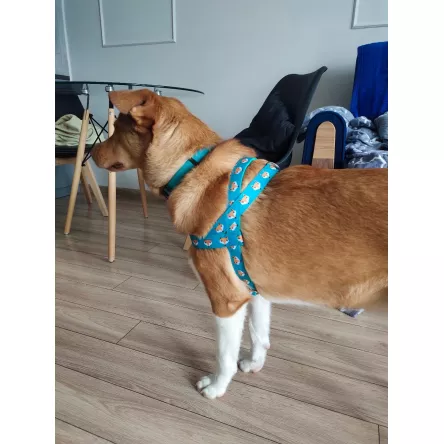 Szelki norweskie/Guard Lisek