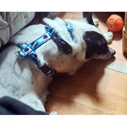 Szelki norweskie/Guard Oreo