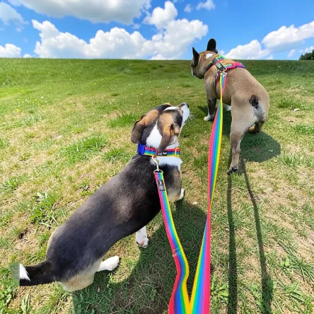 Obroża PRIDE tęcza