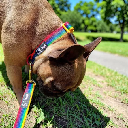 Smycz PRIDE