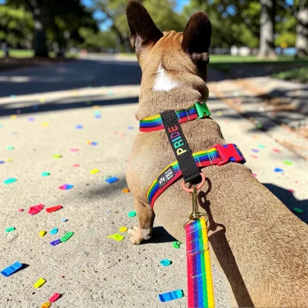 Szelki PRIDE