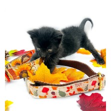 Obroża jesień w lesie