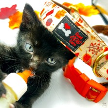 Obroża jesień w lesie