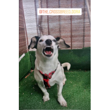 Szelki norweskie/Guard Stranger Things