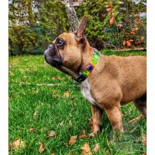 Obroża Ulica sezamkowa