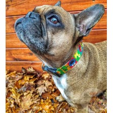 Obroża Ulica sezamkowa