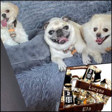 Szelki norweskie/Guard Boho Rainbow