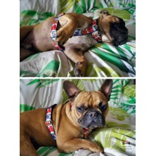 Szelki norweskie/Guard Tom i Jerry