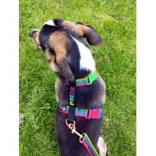 Szelki norweskie/Guard PRIDE