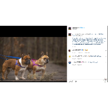 Szelki norweskie/Guard Superman