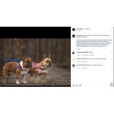 Szelki norweskie/Guard Supergirl pink