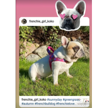 Szelki norweskie/Guard Supergirl pink