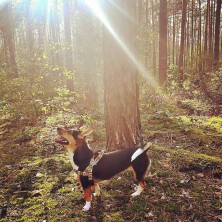 Szelki norweskie/Guard MARVEL