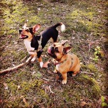 Szelki norweskie/Guard MARVEL