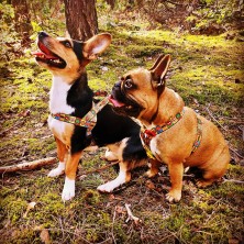 Szelki norweskie/Guard MARVEL