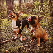 Szelki norweskie/Guard MARVEL