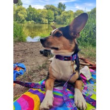 Obroża Kolorowy wzór