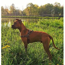 Szelki norweskie/Guard Moro