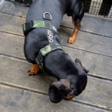 Szelki norweskie/Guard Moro 3