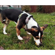 Szelki norweskie/Guard Banksy