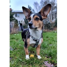 Szelki norweskie/Guard Banksy