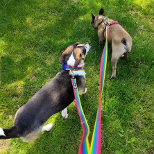 Obroża PRIDE tęcza