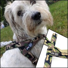 Szelki norweskie/Guard Moro