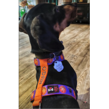 Szelki norweskie/Guard Kobe Bryant