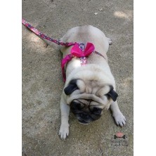 Szelki norweskie/Guard Mops