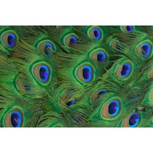 Szelki norweskie/Guard...