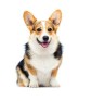 Corgi