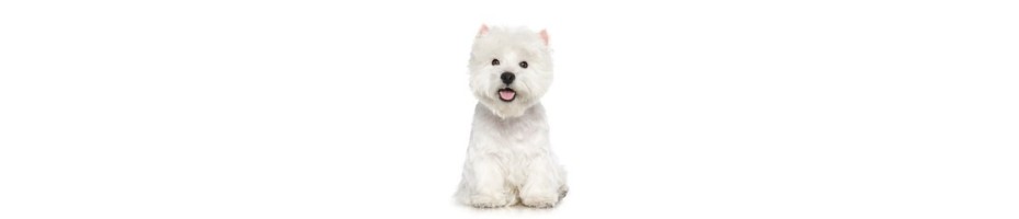 West Highland White Terrier